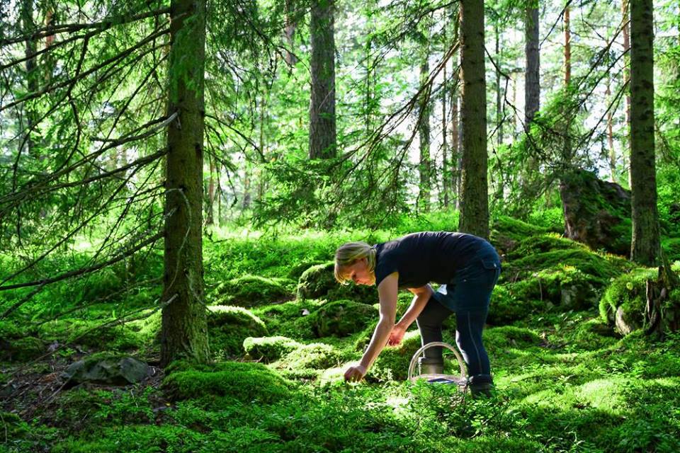 Nainen kerää maasta marjoja koriin vihreässä metsässä.