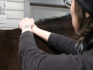 Nainen hieroo käsillään hevosen selkää.