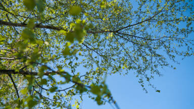 Fresh green leaves on tree branches against a clear blue sky. The photo is taken from below, emphasizing the lightness and openness of a sunny spring day.