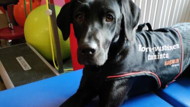 Musta labrador, jolla on liivi, makaa sinisellä matolla. Sen takana ovat värikkäät kuntopallot ja kuntosalilaitteet. Liiviin on painettu tekstiä. Koira katsoo kameraa kohti.